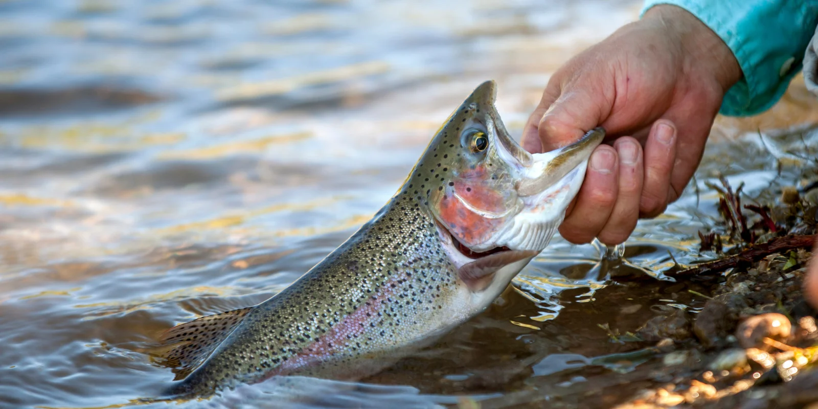 banner (1600 x 800 px) (64)