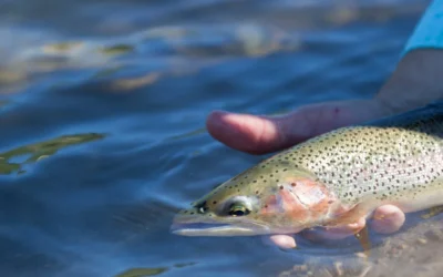 Pesca con devolución: Respeto por la naturaleza y pasión por la pesca